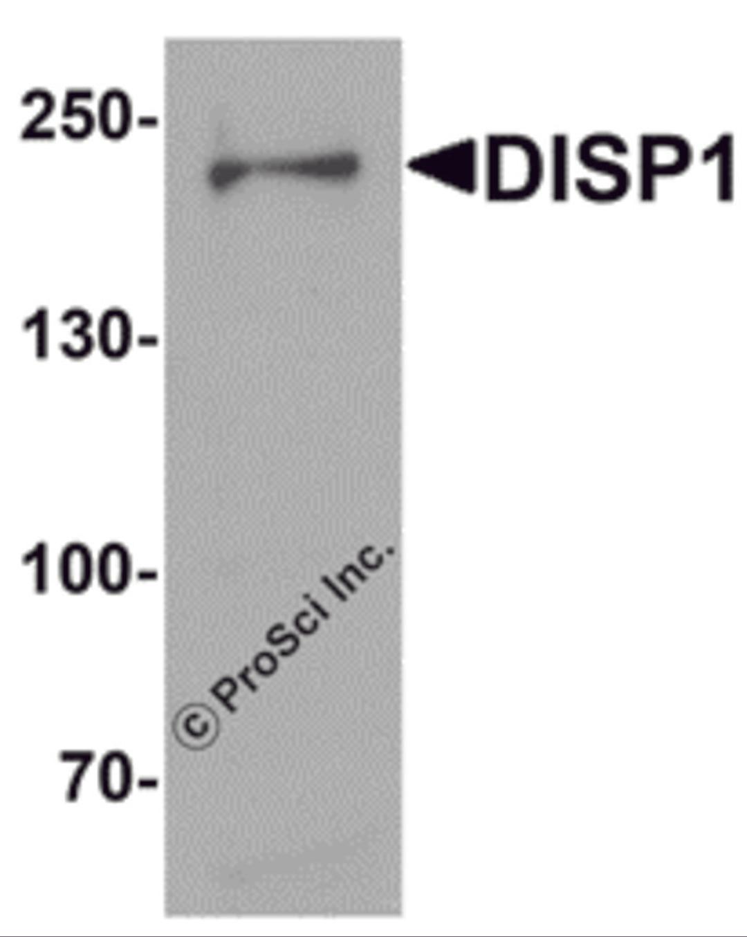 Western blot analysis of DISP1 in 3T3 cell lysate with DISP1 antibody at 1 μg/mL.