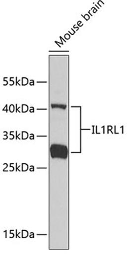 Western blot - IL1RL1 antibody (A1913)