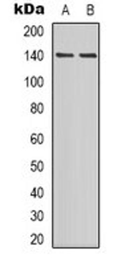 Western blot analysis of NIH3T3 (Lane 1), mouse lung (Lane 2) whole cell lysates using PER2 (phospho-S662) antibody