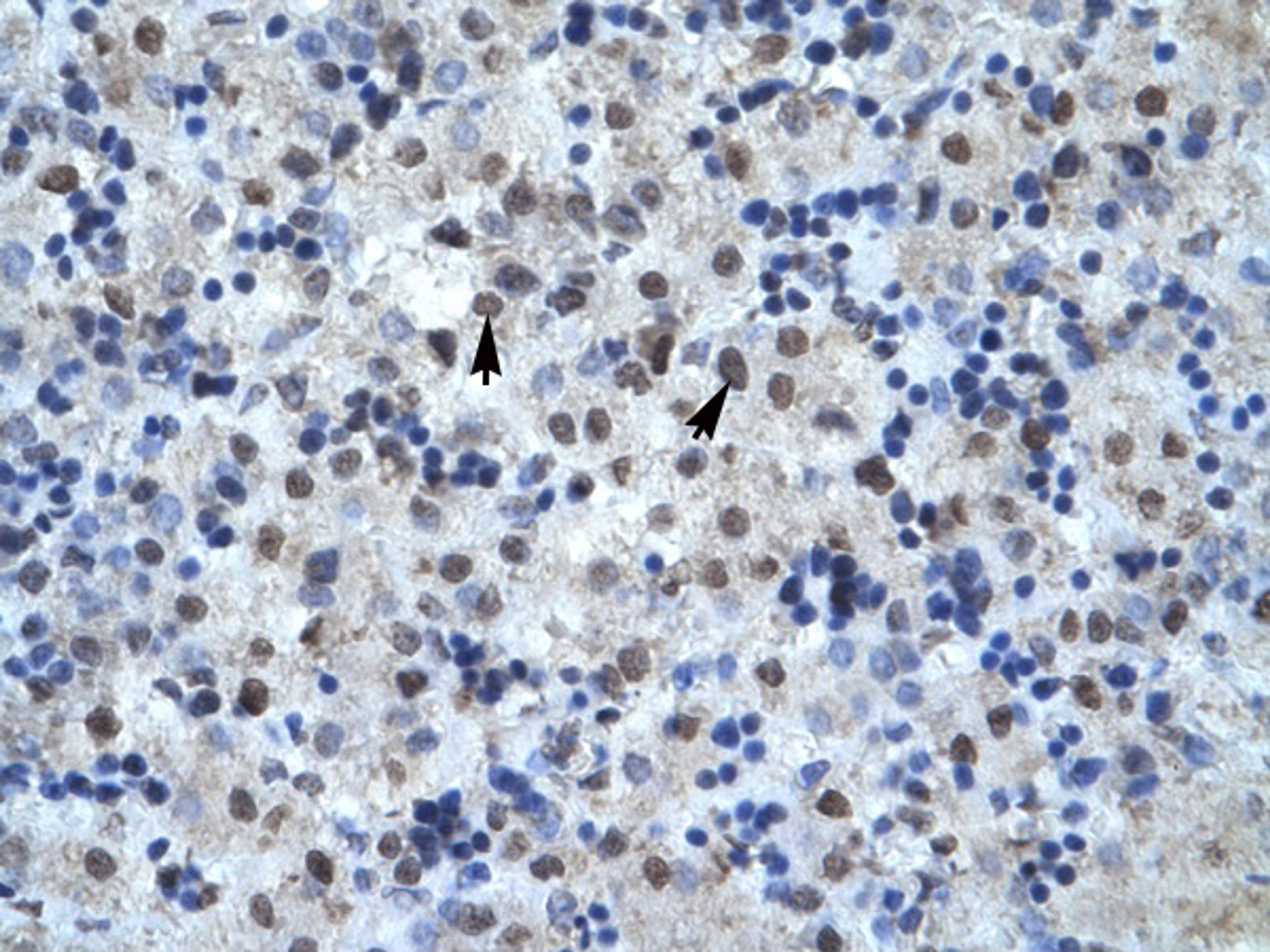 Antibody used in IHC on Human Liver.