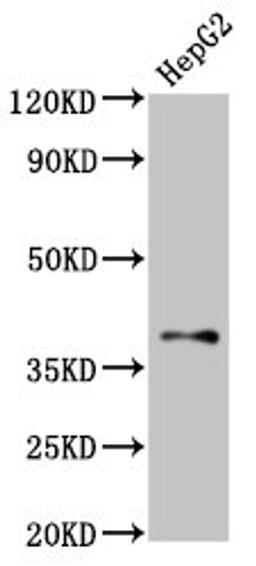 Western Blot. Positive WB detected in: HepG2 whole cell lysate. All lanes: GALR1 antibody at 2µg/ml. Secondary. Goat polyclonal to rabbit IgG at 1/50000 dilution. Predicted band size: 39 kDa. Observed band size: 39 kDa