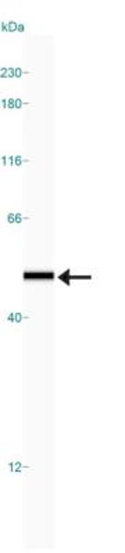 Simple Western: IKK gamma Antibody (72C627) [NB100-56542] - Simple Western lane view shows a specific band for IKK gamma in 0.05 mg/ml of Jurkat lysate.  This experiment was performed under reducing conditions using the 12-230 kDa separation system.