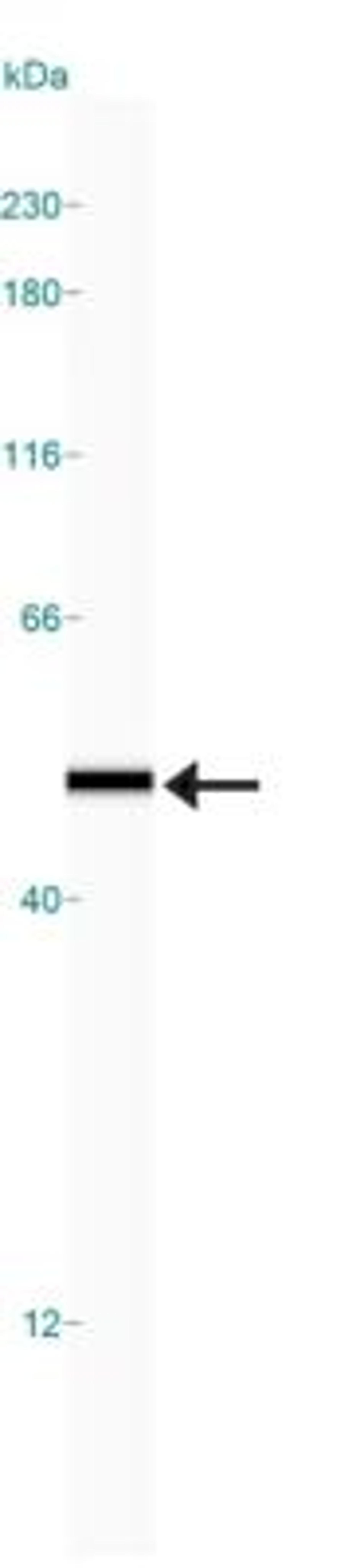 Simple Western: IKK gamma Antibody (72C627) [NB100-56542] - Simple Western lane view shows a specific band for IKK gamma in 0.05 mg/ml of Jurkat lysate.  This experiment was performed under reducing conditions using the 12-230 kDa separation system.