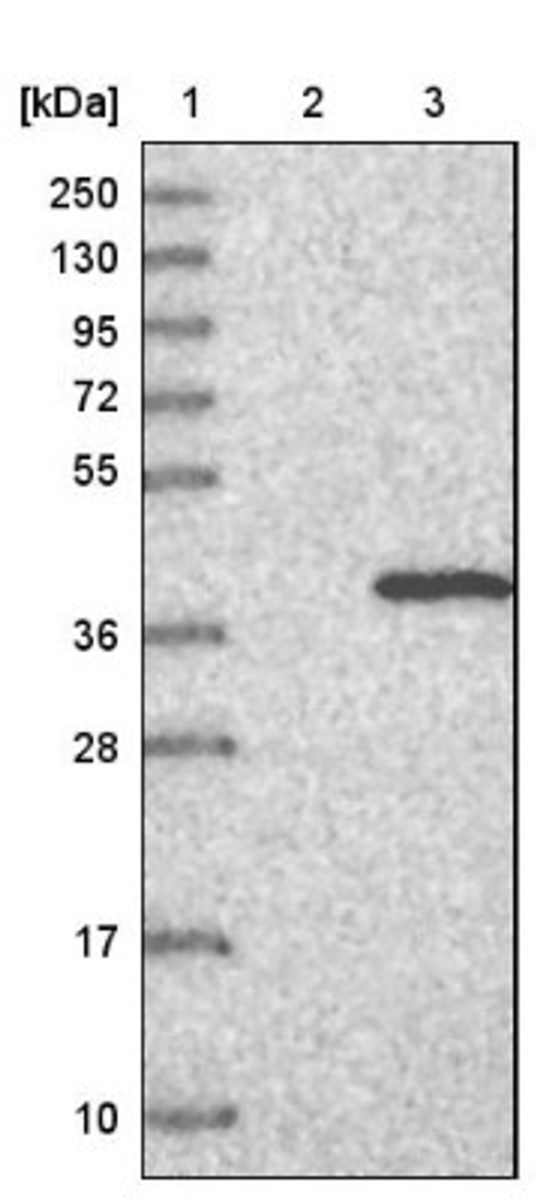 Western Blot: ERGIC1 Antibody [NBP1-83962] - Lane 1: Marker [kDa] 250, 130, 95, 72, 55, 36, 28, 17, 10<br/>Lane 2: Negative control (vector only transfected HEK293T lysate)<br/>Lane 3: Over-expression lysate (Co-expressed with a C-terminal myc-DDK tag (~3.1 kDa) in mammalian HEK293T cells, LY422162)