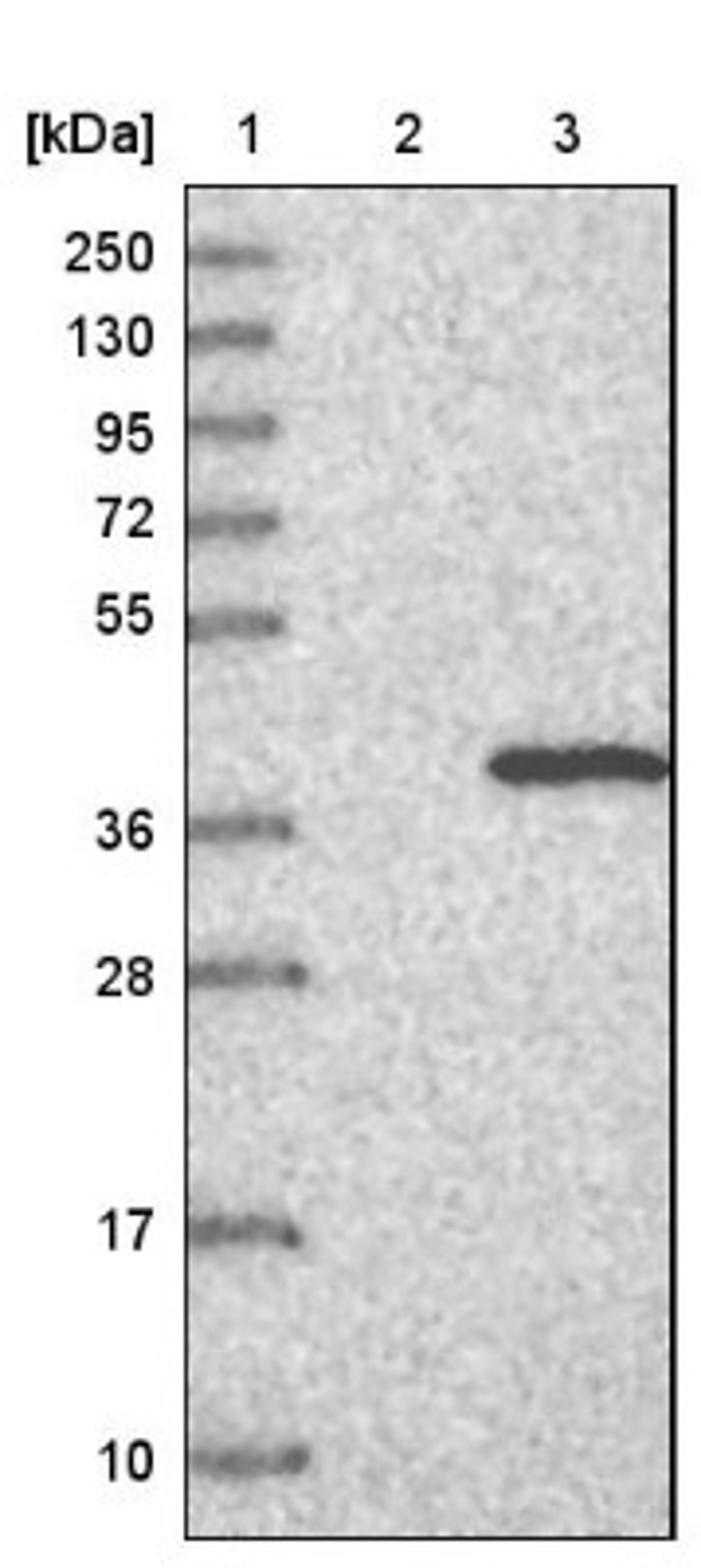 Western Blot: ERGIC1 Antibody [NBP1-83962] - Lane 1: Marker [kDa] 250, 130, 95, 72, 55, 36, 28, 17, 10<br/>Lane 2: Negative control (vector only transfected HEK293T lysate)<br/>Lane 3: Over-expression lysate (Co-expressed with a C-terminal myc-DDK tag (~3.1 kDa) in mammalian HEK293T cells, LY422162)