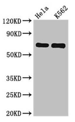 Western Blot. Positive WB detected in: Hela whole cell lysate, K562 whole cell lysate. All lanes: SNX9 antibody at 6.2ug/ml. Secondary. Goat polyclonal to rabbit IgG at 1/50000 dilution. Predicted band size: 67 kDa. Observed band size: 67 kDa.
