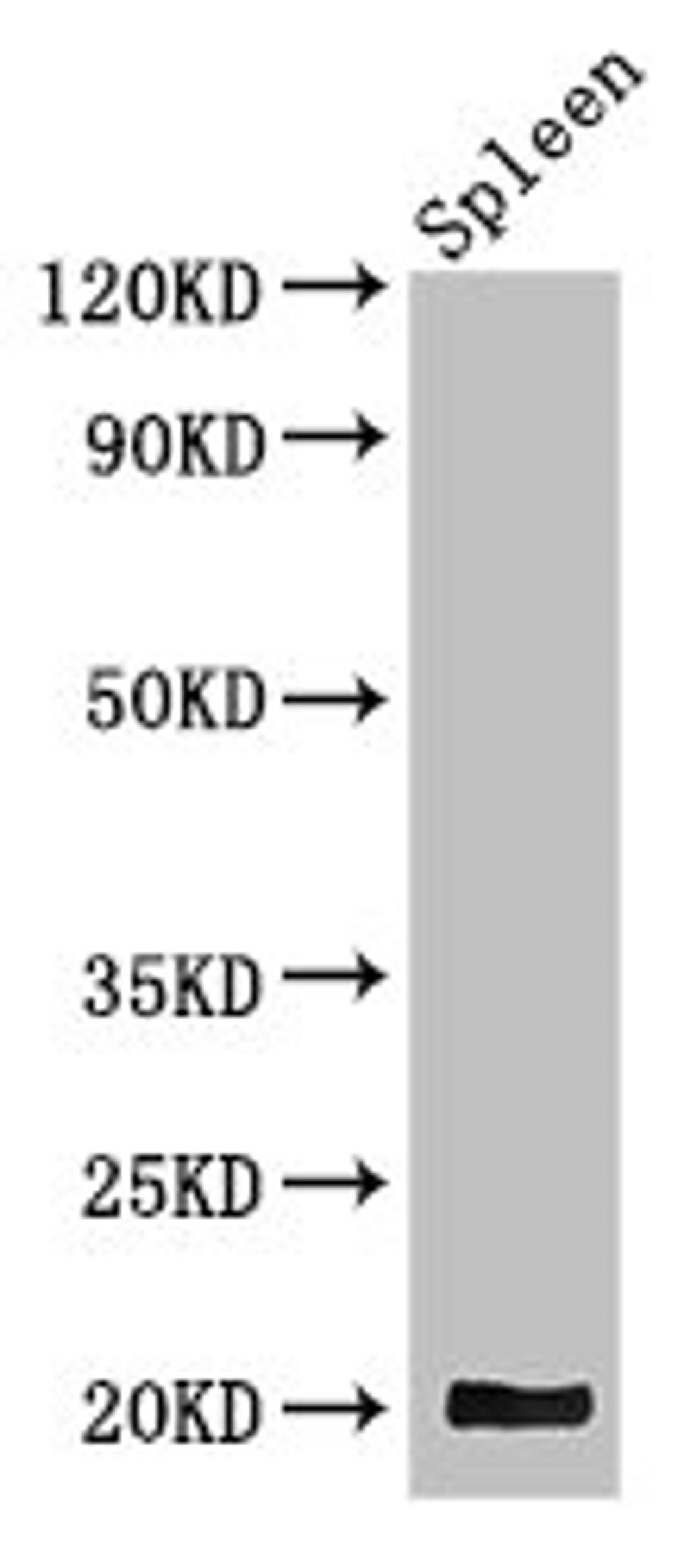 Western Blot. Positive WB detected in: Mouse spleen tissue. All lanes: WRB antibody at 3.4µg/ml. Secondary. Goat polyclonal to rabbit IgG at 1/50000 dilution. Predicted band size: 20, 17 kDa. Observed band size: 20 kDa
