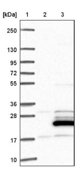 Western Blot: CGI-128 Antibody [NBP1-88091] - Lane 1: Marker [kDa] 250, 130, 95, 72, 55, 36, 28, 17, 10<br/>Lane 2: Negative control (vector only transfected HEK293T lysate)<br/>Lane 3: Over-expression lysate (Co-expressed with a C-terminal myc-DDK tag (~3.1 kDa) in mammalian HEK293T cells, LY402495)