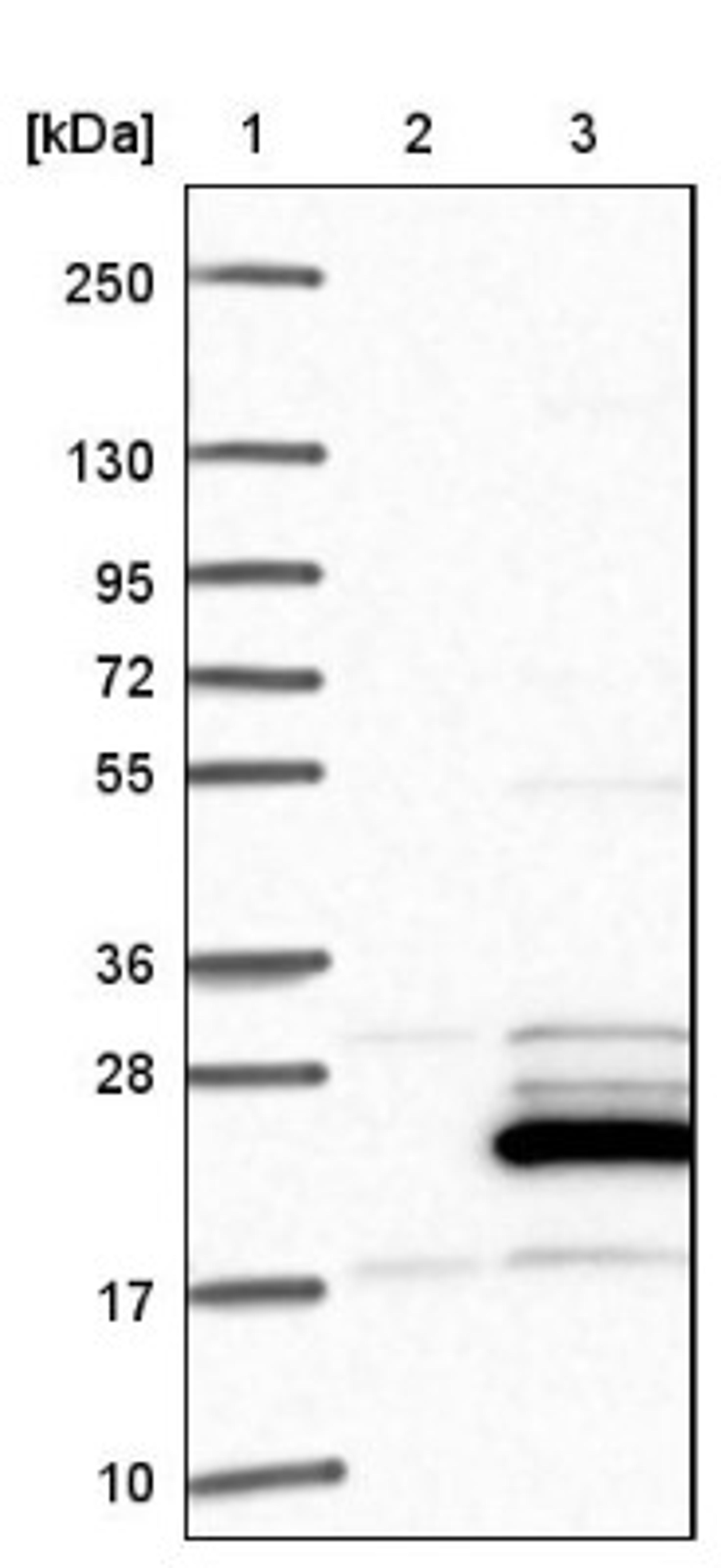 Western Blot: CGI-128 Antibody [NBP1-88091] - Lane 1: Marker [kDa] 250, 130, 95, 72, 55, 36, 28, 17, 10<br/>Lane 2: Negative control (vector only transfected HEK293T lysate)<br/>Lane 3: Over-expression lysate (Co-expressed with a C-terminal myc-DDK tag (~3.1 kDa) in mammalian HEK293T cells, LY402495)