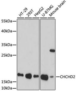 Western blot - CHCHD2 antibody (A16645)