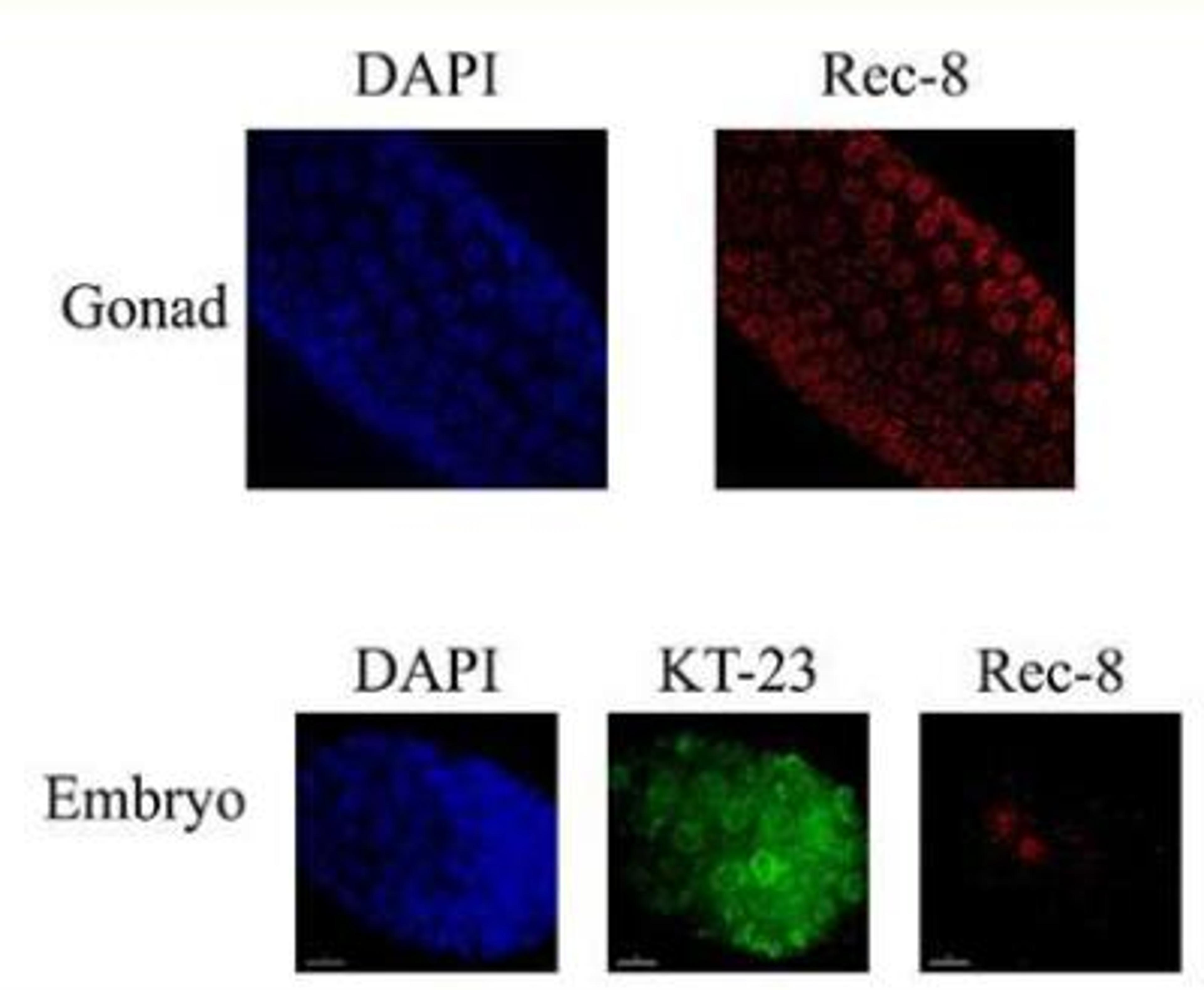 Immunocytochemistry/Immunofluorescence: REC8 Antibody [29470002] - This image is specific to animal number SDQ0798 1:10000 Affinity Purified, 1:500 Serum