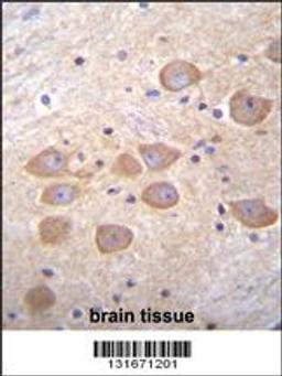 PCDH1 Antibody immunohistochemistry analysis in formalin fixed and paraffin embedded human brain tissue followed by peroxidase conjugation of the secondary antibody and DAB staining.