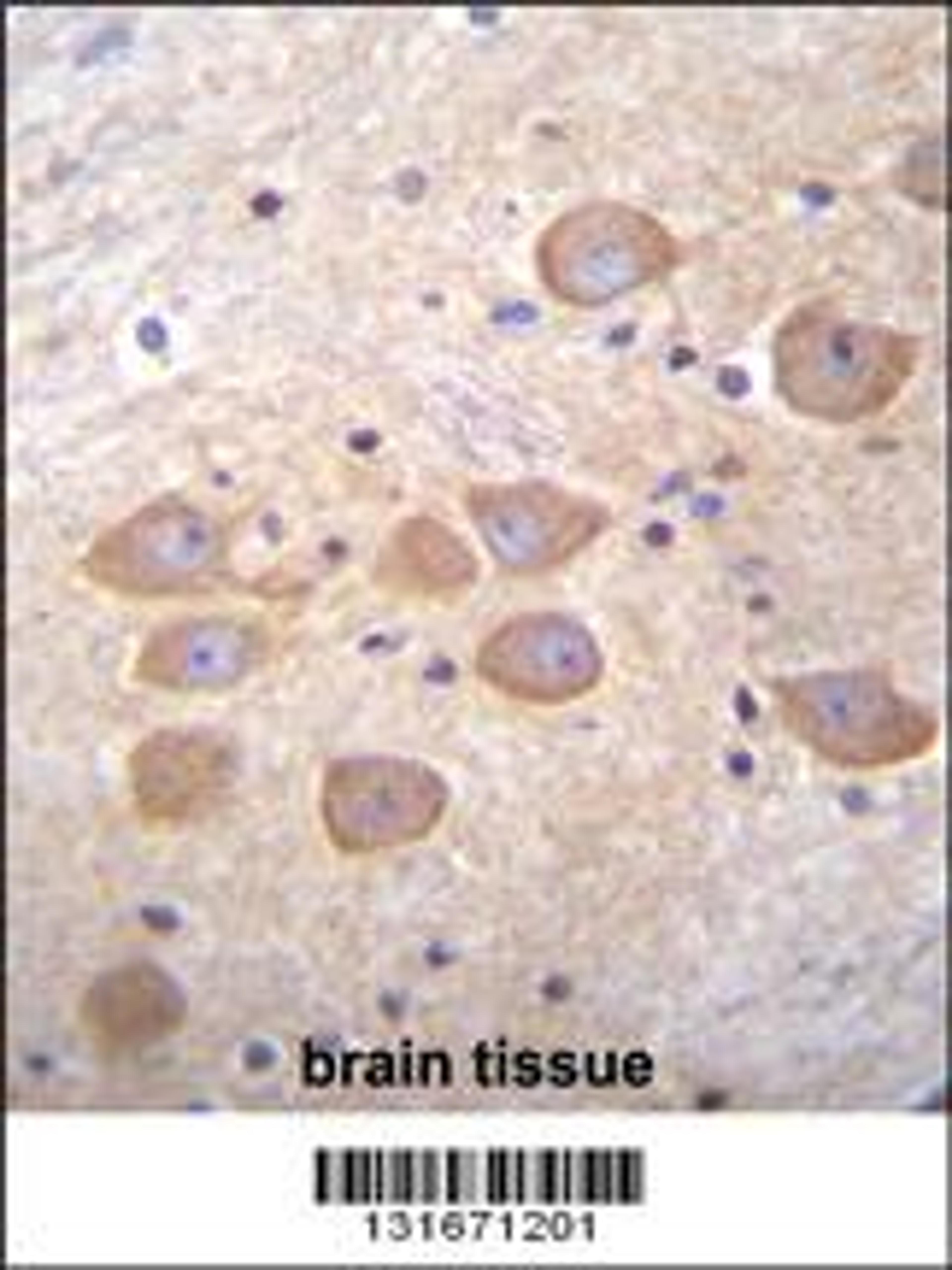 PCDH1 Antibody immunohistochemistry analysis in formalin fixed and paraffin embedded human brain tissue followed by peroxidase conjugation of the secondary antibody and DAB staining.