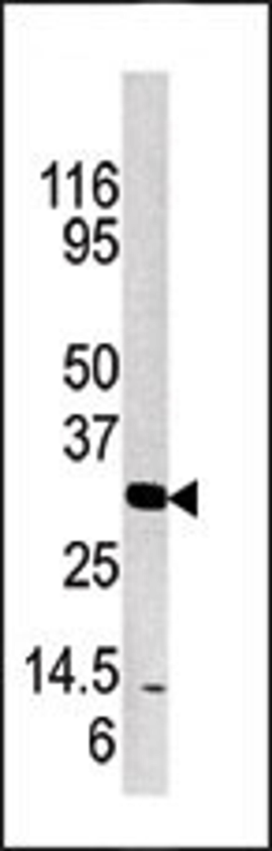 Western blot analysis of anti-KLK3 Pab in mouse brain tissue lysate