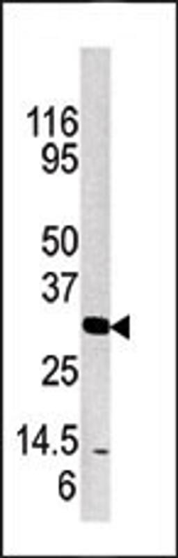 Western blot analysis of anti-KLK3 Pab in mouse brain tissue lysate