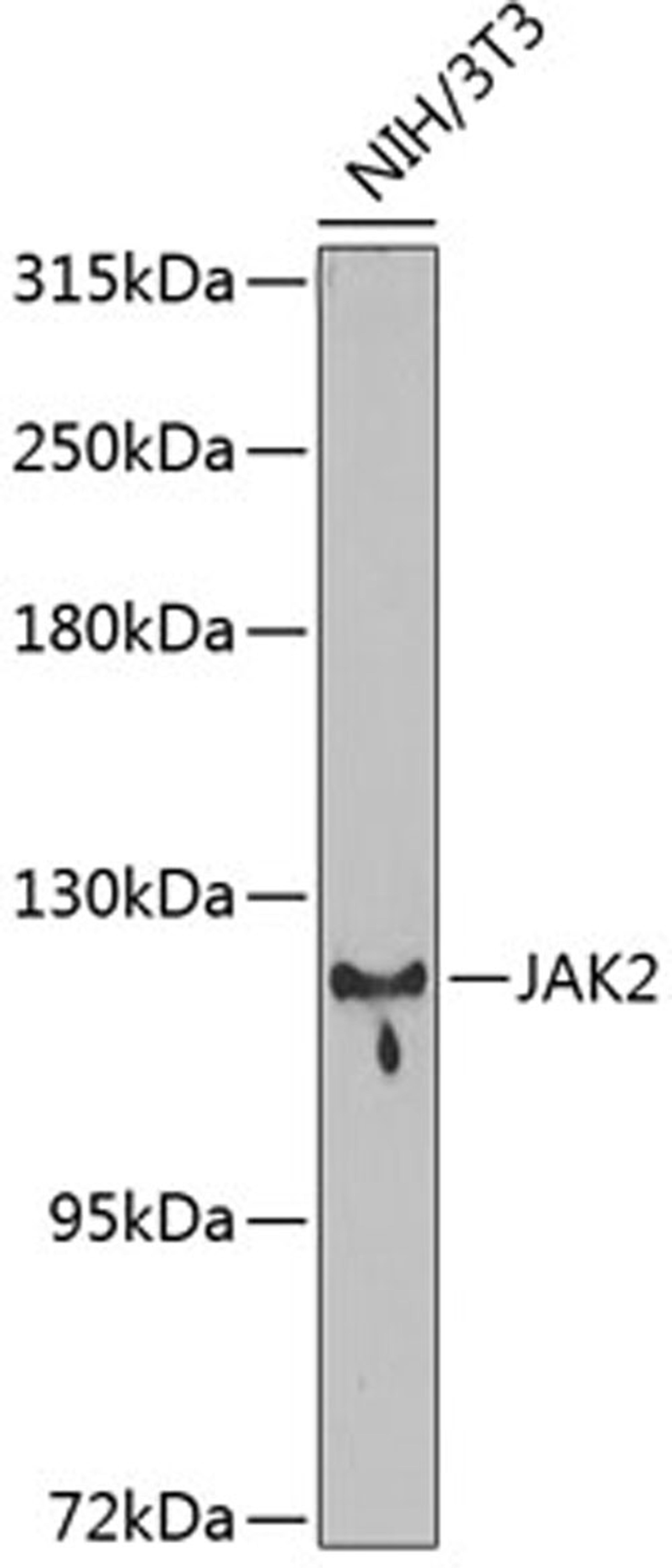 Western blot - JAK2 antibody (A11497)