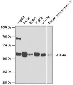 Western blot - ATG4A antibody (A2598)