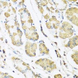 Immunohistochemical staining of human stomach tissue using MLN antibody (dilution of 1:100)