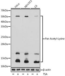 Western blot - Pan Acetyl-Lysine antibody (A2391)