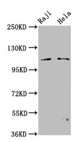 Western Blot. Positive WB detected in: Raji whole cell lysate, Hela whole cell lysate. All lanes: PACS1 antibody at 3.2µg/ml. Secondary. Goat polyclonal to rabbit IgG at 1/50000 dilution. Predicted band size: 105, 110 kDa. Observed band size: 110 kDa