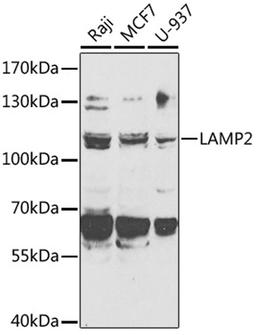 Western blot - LAMP2 antibody (A14017)