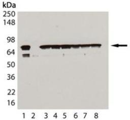 Western Blot: HSPA8/HSC71/Hsc70 Antibody (1B5) [NBP1-97868] - Analysis using the Biotin conjugate of NBP1-97868. Detection of HSC70/HSP73, mAb (1B5) (biotin conjugate): Lane 1: HSC70/HSP73 (bovine), (rec); Lane 2: HSP70/HSP72 (human), (recombinant); Lane 3: 3T3 (heat shocked): Lane 4: PC-12 (heat shocked); Lane 5: CHO-K1 (heat shocked); Lane 6: GPC-16 (heat shocked); Lane 7: HeLa (heat shocked); Lane 8: Vero (heat shocked).