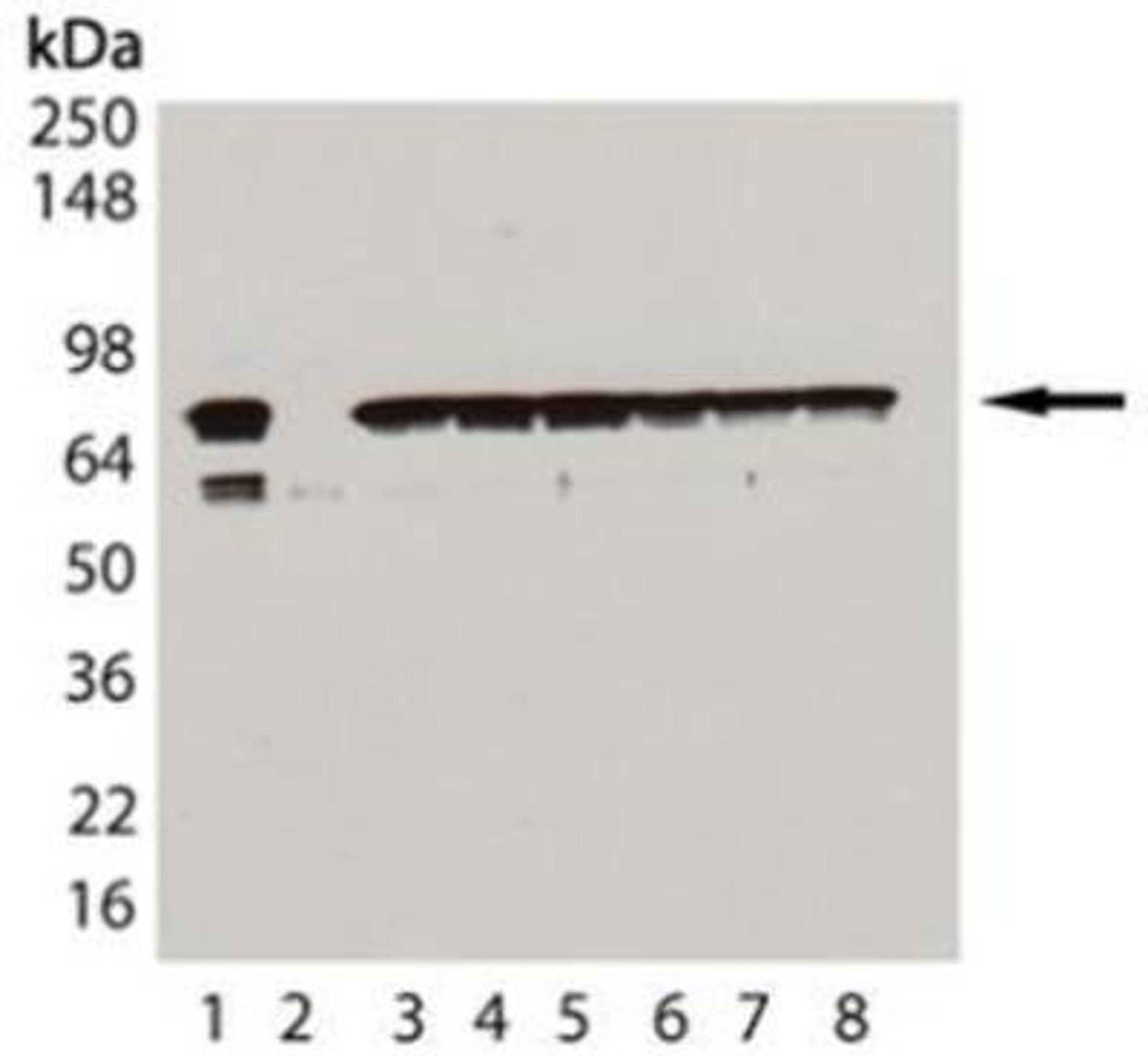 Western Blot: HSPA8/HSC71/Hsc70 Antibody (1B5) [NBP1-97868] - Analysis using the Biotin conjugate of NBP1-97868. Detection of HSC70/HSP73, mAb (1B5) (biotin conjugate): Lane 1: HSC70/HSP73 (bovine), (rec); Lane 2: HSP70/HSP72 (human), (recombinant); Lane 3: 3T3 (heat shocked): Lane 4: PC-12 (heat shocked); Lane 5: CHO-K1 (heat shocked); Lane 6: GPC-16 (heat shocked); Lane 7: HeLa (heat shocked); Lane 8: Vero (heat shocked).