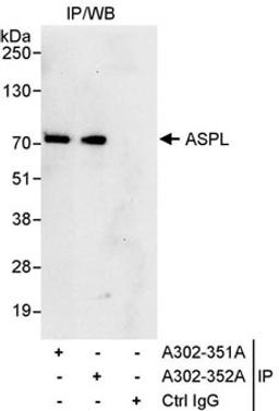 Detection of human ASPL by western blot of immunoprecipitates.