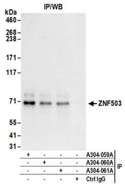 Detection of human ZNF503 by western blot of immunoprecipitates.