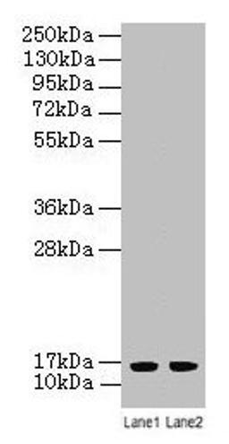 Western blot. All lanes: LSM4 antibody at 2µg/ml. Lane 1: A549 whole cell lysate. Lane 2: K562 whole cell lysate. Secondary. Goat polyclonal to rabbit IgG at 1/10000 dilution. Predicted band size: 16 kDa. Observed band size: 16 kDa