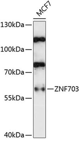 Western blot - ZNF703 antibody (A14325)