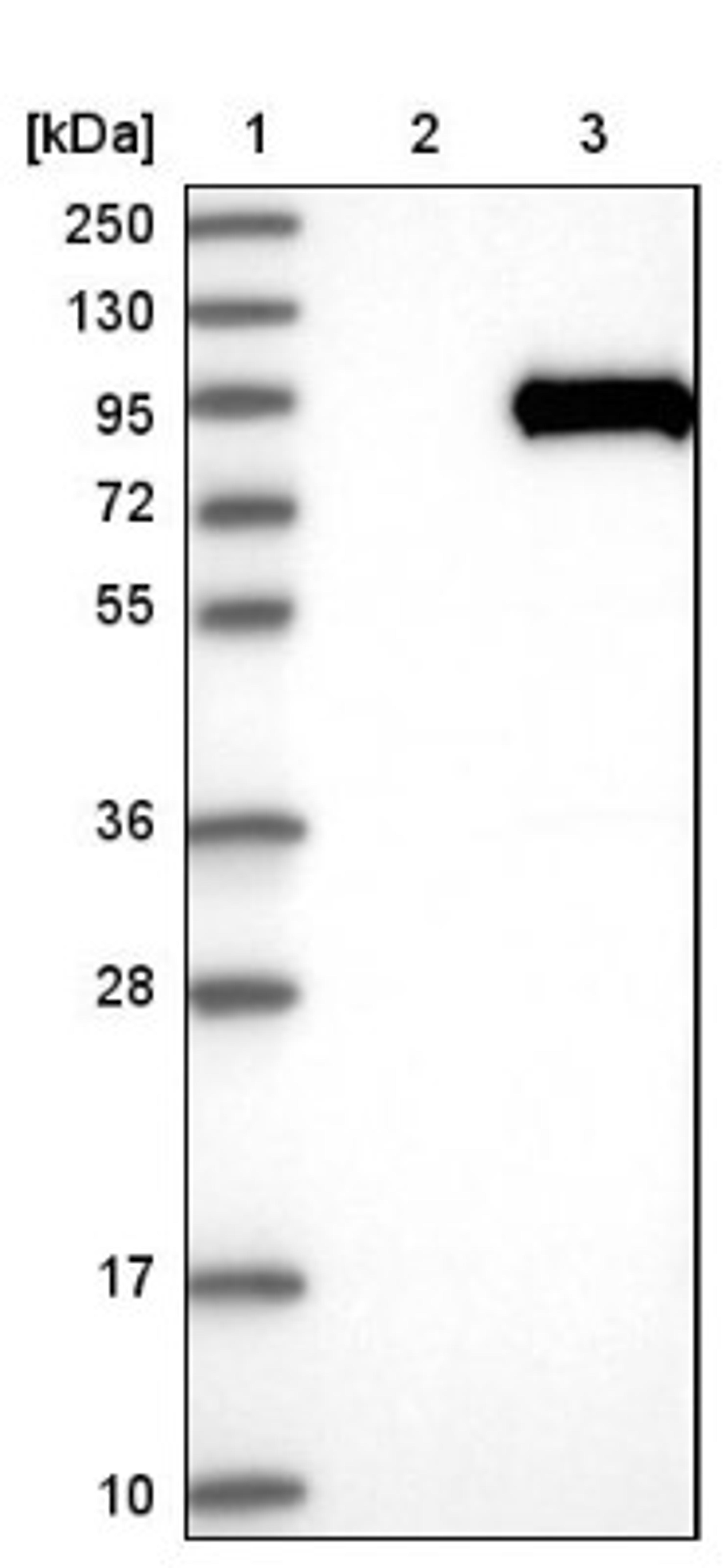 Western Blot: DNAI1 Antibody [NBP1-84466] - Lane 1: Marker [kDa] 250, 130, 95, 72, 55, 36, 28, 17, 10<br/>Lane 2: Negative control (vector only transfected HEK293T lysate)<br/>Lane 3: Over-expression lysate (Co-expressed with a C-terminal myc-DDK tag (~3.1 kDa) in mammalian HEK293T cells, LY402158)