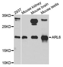 Western blot analysis of extracts of various cell lines using ARL6 antibody