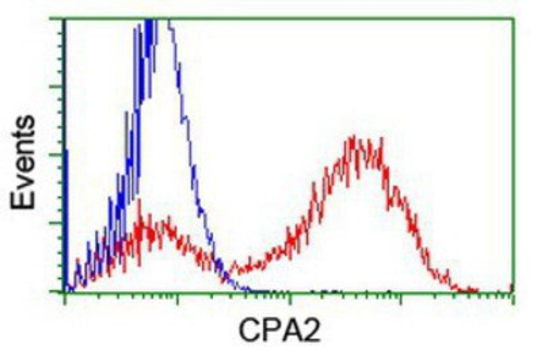 Flow Cytometry: Carboxypeptidase A2 Antibody (1C7) [NBP2-01992] - HEK293T cells transfected with either overexpression plasmid (Red) or empty vector control plasmid (Blue) were immunostained by anti-Carboxypeptidase A2 antibody, and then analyzed by flow cytometry.