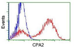 Flow Cytometry: Carboxypeptidase A2 Antibody (1C7) [NBP2-01992] - HEK293T cells transfected with either overexpression plasmid (Red) or empty vector control plasmid (Blue) were immunostained by anti-Carboxypeptidase A2 antibody, and then analyzed by flow cytometry.