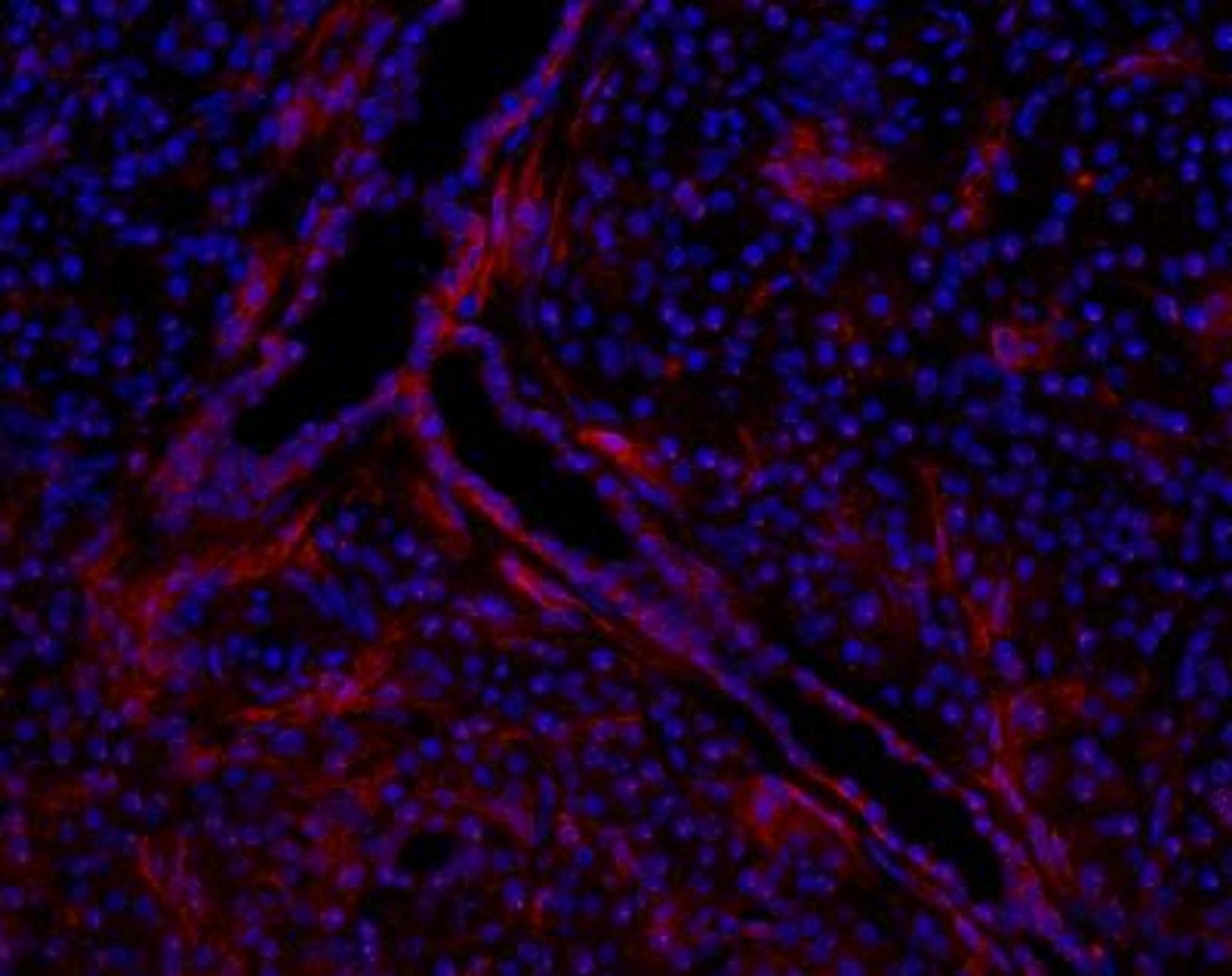 Immunocytochemistry/Immunofluorescence: TSPAN13 Antibody [NBP1-81001] - NBP1-81001 on human pancreas cryosection (200x). Ducts are labeled. Image from verified customer review.