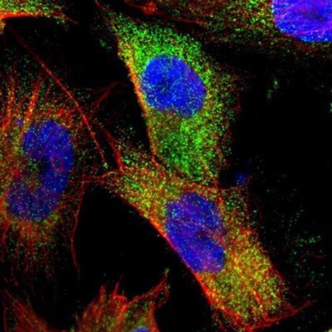 Immunocytochemistry/Immunofluorescence: MVP Antibody [NBP1-82820] - Staining of human cell line U-251 MG shows positivity in cytoplasm.