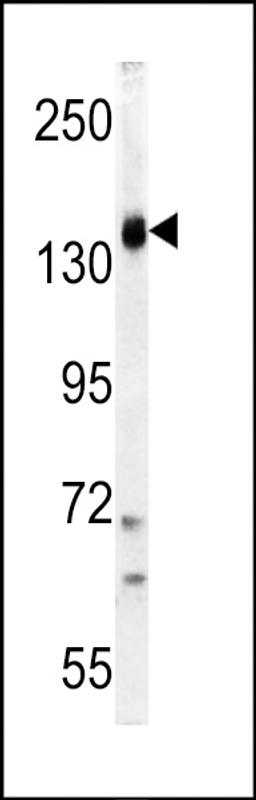 Western blot analysis of PI3KCG Antibody in K562 cell line lysates (35ug/lane)