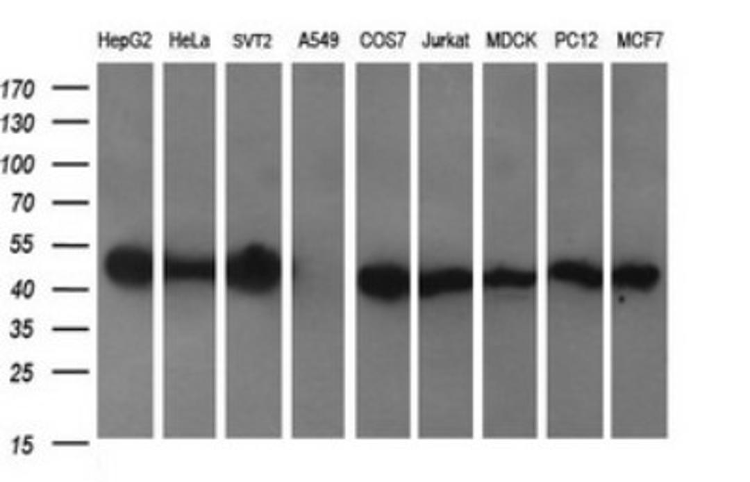 Western Blot: C2orf62 Antibody (4B4) [NBP2-45568] - Analysis of extracts (35ug) from 9 different cell lines by using C2orf62 monoclonal antibody (HepG2: human; HeLa: human; SVT2: mouse; A549: human; COS7: monkey; Jurkat: human; MDCK: canine; PC12: rat; MCF7: human)