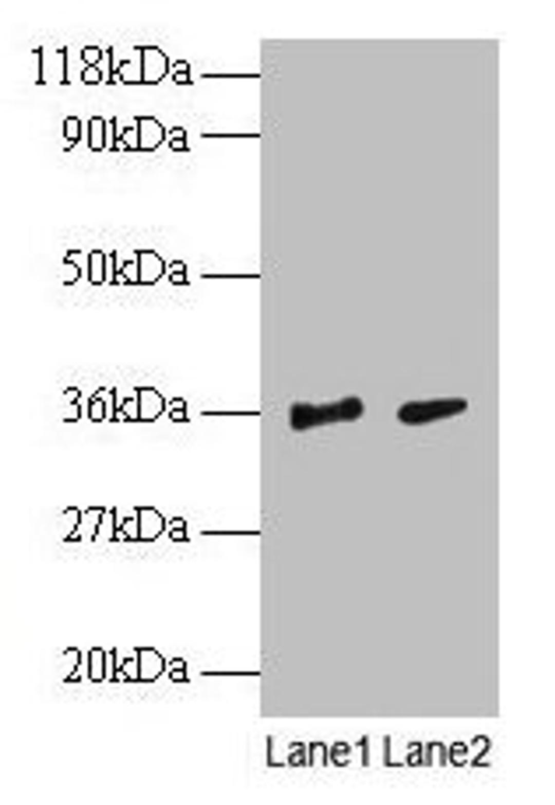 Western blot. All lanes: SNRPG antibody at 2µg/ml. Lane 1: EC109 whole cell lysate. Lane 2: 293T whole cell lysate. Secondary. Goat polyclonal to rabbit IgG at 1/15000 dilution. Predicted band size: 9 kDa. Observed band size: 36 kDa