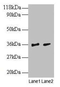 Western blot. All lanes: SNRPG antibody at 2µg/ml. Lane 1: EC109 whole cell lysate. Lane 2: 293T whole cell lysate. Secondary. Goat polyclonal to rabbit IgG at 1/15000 dilution. Predicted band size: 9 kDa. Observed band size: 36 kDa