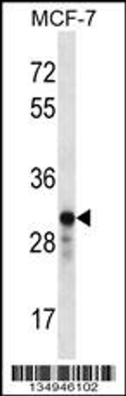 Western blot analysis in MCF-7 cell line lysates (35ug/lane).