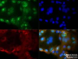 Immunocytochemistry/Immunofluorescence: Cyr61/CCN1 Antibody [NB100-356] - MCF7 cells were fixed for 10 minutes using 10% formalin and then permeabilized for 5 minutes using 1X TBS + 0.5% Triton-X100. The cells were incubated with anti-Cyr61/CCN1 (NB100-356) at a 1:200 dilution overnight at 4C and detected with an anti-rabbit Dylight 488 (Green) at a 1:500 dilution. Alpha tubulin was used as a co-stain at a 1:1000 dilution and detected with an anti-mouse Dylight 550 (Red) at a 1:500 dilution. Nuclei were counterstained with DAPI (Blue). Cells were imaged using a 40X objective.