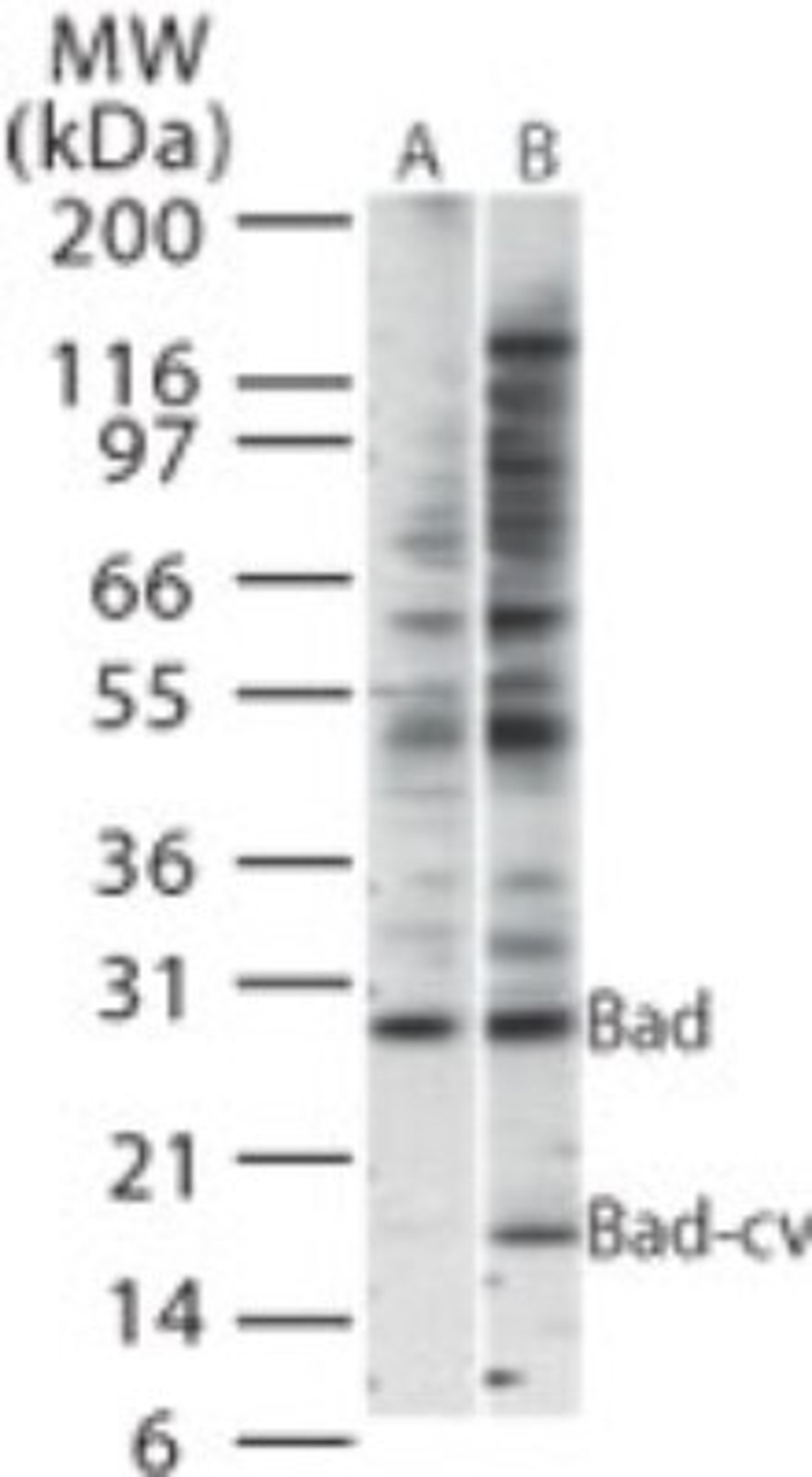 Western Blot: cleaved BAD Antibody [NB100-56602] - Western blot analysis of Bad-cv using NB100-56602 at 1:500 against lysate of (A) untreated HeLa cells and (B) HeLa cells treated with TNFa for 2 hrs.