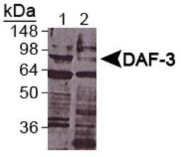 Western Blot: DAF-3 Antibody [NB100-1924] - Detection of DAF-3 in 1: wildtype C. elegans lysate and 2: DAF-3 deletion C. elegan lysate.