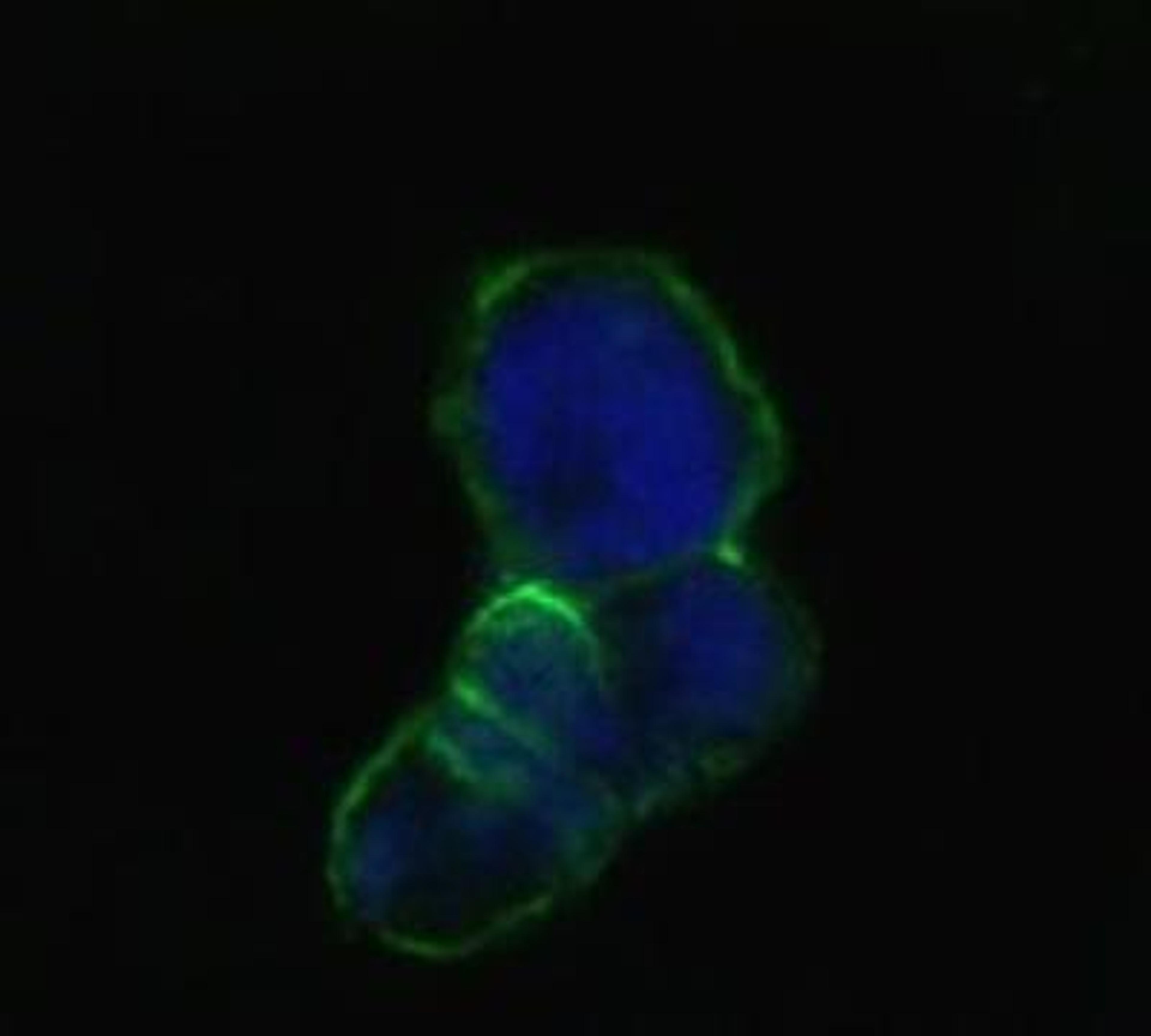 Immunocytochemistry/Immunofluorescence: Lipocalin-1 Antibody (10B10) [NBP1-28872] - analysis of methanol-fixed HEK293 cells trasfected with LCN1-hIgGFc using anti-LCN1 monoclonal antioby(green), showing membrane localization. Blue: DRAQ5 fluorescent DNA dye