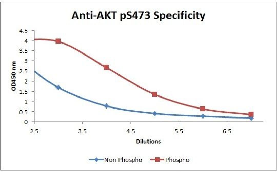 Line graph illustrates about the Ag-Ab reactions using different concentrations of antigen and serial dilutions of using AKT pS473 antibody (Biotin)