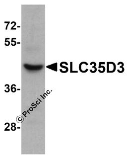 Western blot analysis of SLC35D3 in HeLa cell lysate with SLC35D3 antibody at 1 μg/mL.