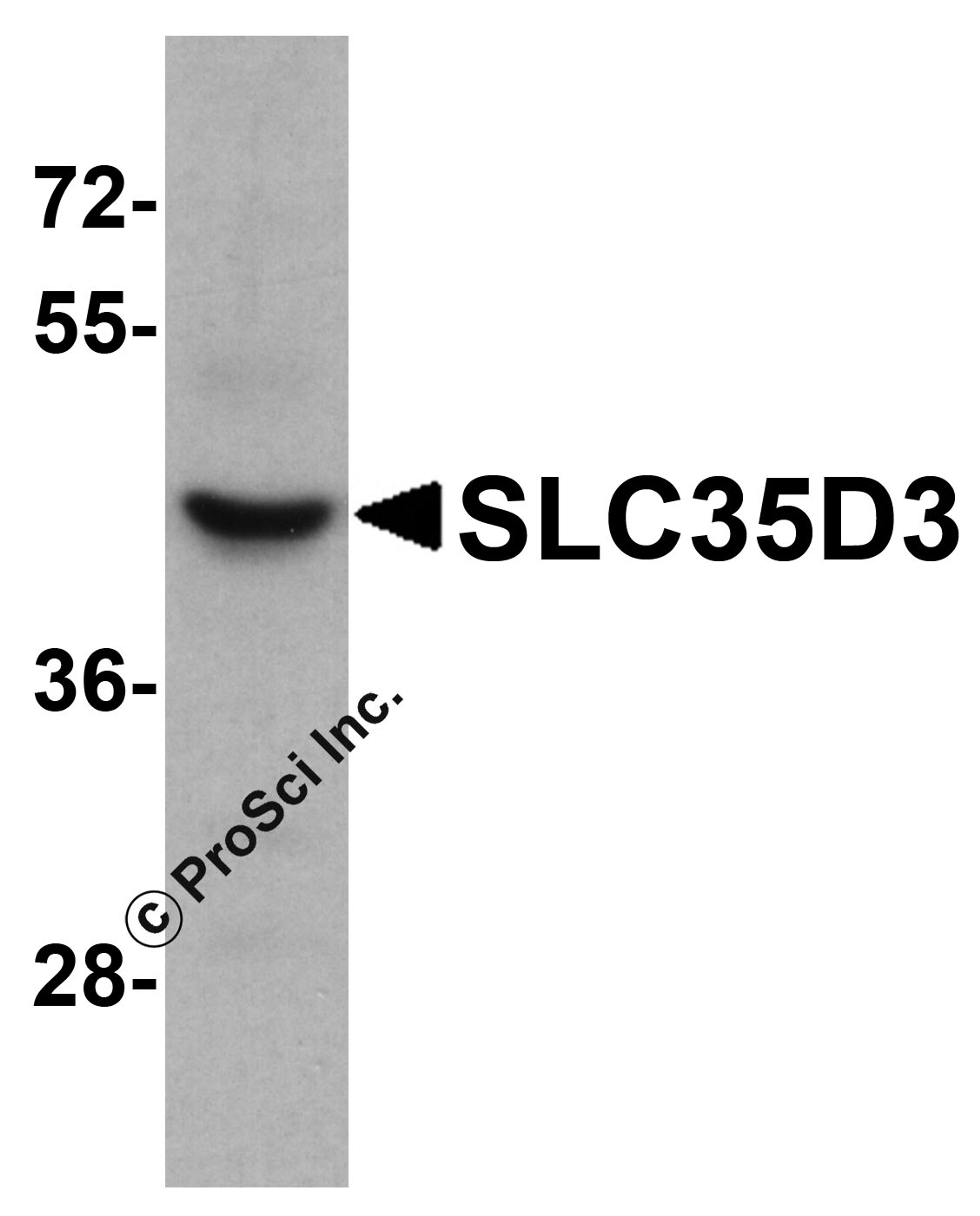 Western blot analysis of SLC35D3 in HeLa cell lysate with SLC35D3 antibody at 1 μg/mL.