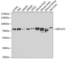 Western blot - CBFA2T2 antibody (A7033)